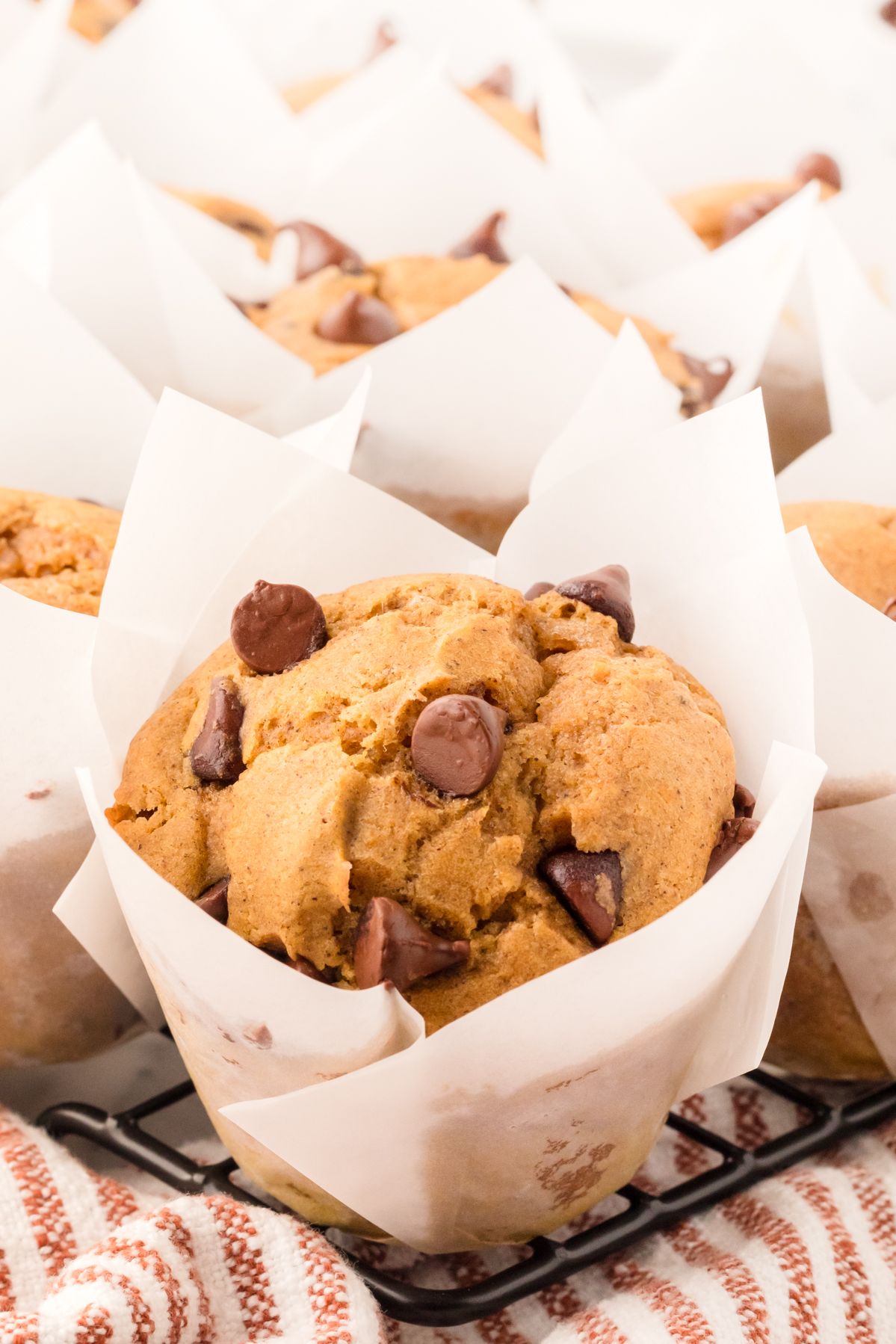 Pumpkin chocolate chip muffin in a white tulip liner on a cooling rack